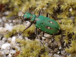 Attēlu rezultāti vaicājumam “Cicindela maritima”
