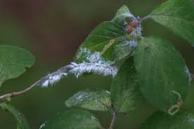 Attēlu rezultāti vaicājumam “Prociphilus xylostei”