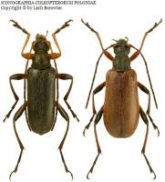 Attēlu rezultāti vaicājumam “Cortodera femorata”