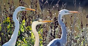 Attēlu rezultāti vaicājumam “Ardea cinerea adult”