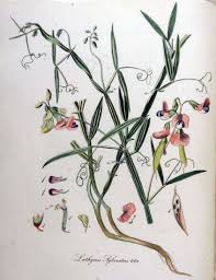 Attēlu rezultāti vaicājumam “Lathyrus sylvestris fruit”
