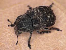 Attēlu rezultāti vaicājumam “Anthribus nebulosus”