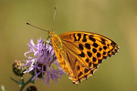Attēlu rezultāti vaicājumam “Argynnis paphia”