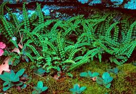 Attēlu rezultāti vaicājumam “Asplenium trichomanes”