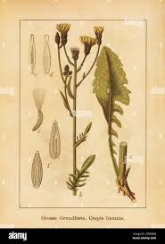 Attēlu rezultāti vaicājumam “Crepis biennis”