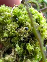 Attēlu rezultāti vaicājumam “Fossombronia wondraczekii”