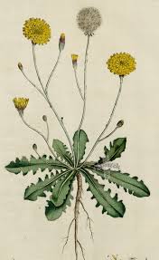 Attēlu rezultāti vaicājumam “Hypochaeris radicata fruit”