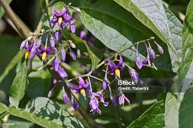 Attēlu rezultāti vaicājumam “Solanum dulcamara flower”