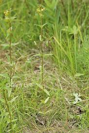 Attēlu rezultāti vaicājumam “Rhinanthus serotinus leaf”
