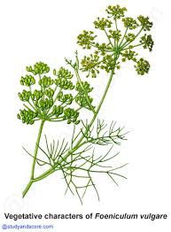 Attēlu rezultāti vaicājumam “Umbelliferae”