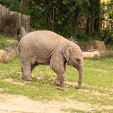 Image result for sad elephant