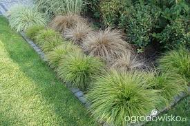 Attēlu rezultāti vaicājumam “Carex montana”