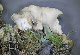 Attēlu rezultāti vaicājumam “Cetrelia sp.”