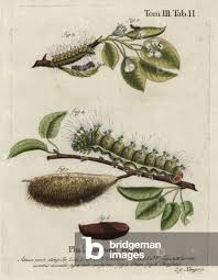 Attēlu rezultāti vaicājumam “Saturnia pavonia larva”