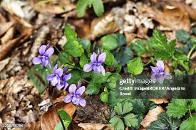 Attēlu rezultāti vaicājumam “Viola reichenbachiana leaf”