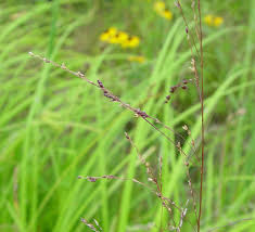 Attēlu rezultāti vaicājumam “Glyceria striata fruit”