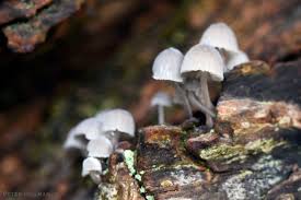 Attēlu rezultāti vaicājumam “Mycena pseudocorticola”