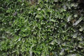 Attēlu rezultāti vaicājumam “Cephalozia bicuspidata”