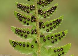 Attēlu rezultāti vaicājumam “Polystichum aculeatum”