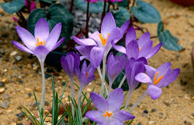 Attēlu rezultāti vaicājumam “Crocus tommasinianus”