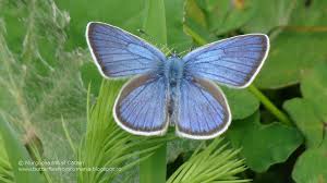 Attēlu rezultāti vaicājumam “Cyaniris semiargus male”