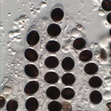 Attēlu rezultāti vaicājumam “Biscogniauxia marginata”