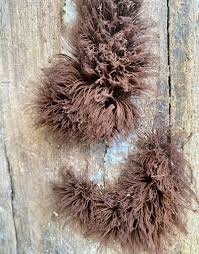 Attēlu rezultāti vaicājumam “Diachea subsessilis young”