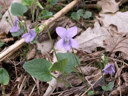 Attēlu rezultāti vaicājumam “Viola canina flower”