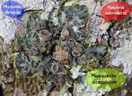 Attēlu rezultāti vaicājumam “Pleurosticta acetabulum”