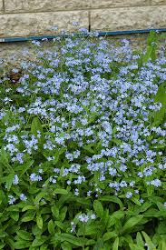 Attēlu rezultāti vaicājumam “Myosotis sylvatica leaf”