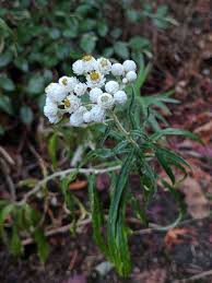 Attēlu rezultāti vaicājumam “Anaphalis margaritacea leaf”