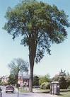 Saving the American Elm
