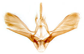 Attēlu rezultāti vaicājumam “Hydrelia flammeolaria”