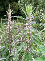 Image result for Leonurus cardiaca