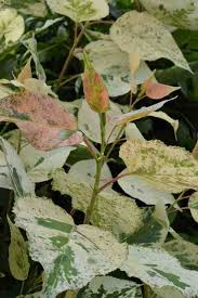 Attēlu rezultāti vaicājumam “Populus x gileadensis”