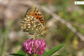 Attēlu rezultāti vaicājumam “Argynnis aglaja underside”
