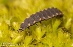 Attēlu rezultāti vaicājumam “Lampyris noctiluca larva”