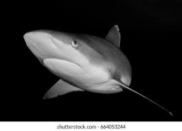 Image result for Carcharhinus albimarginatus
