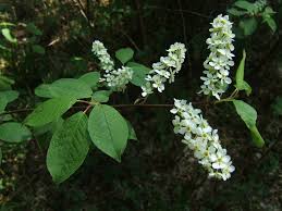 Attēlu rezultāti vaicājumam “Prunus padus var. roseiflora”
