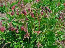 Attēlu rezultāti vaicājumam “Geum rivale fruit”