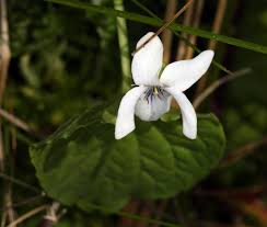 Attēlu rezultāti vaicājumam “Viola palustris”