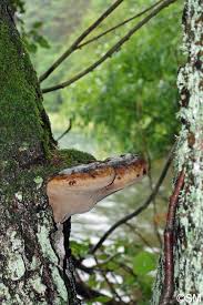 Attēlu rezultāti vaicājumam “Phellinus alni”