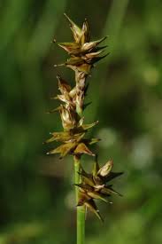 Attēlu rezultāti vaicājumam “Carex echinata”