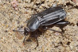 Attēlu rezultāti vaicājumam “Necrodes littoralis”