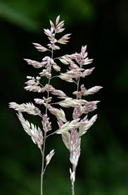 Attēlu rezultāti vaicājumam “Holcus lanatus  flower”