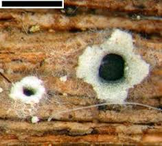 Attēlu rezultāti vaicājumam “Stictis”