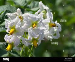 Attēlu rezultāti vaicājumam “Solanum tuberosum flower”