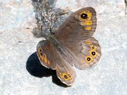 Attēlu rezultāti vaicājumam “Lasiommata petropolitana”