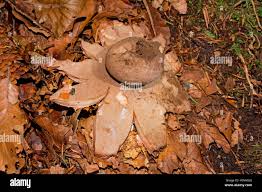 Attēlu rezultāti vaicājumam “Geastrum rufescens”