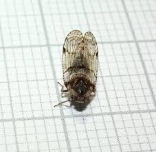 Attēlu rezultāti vaicājumam “Cixius sp.”